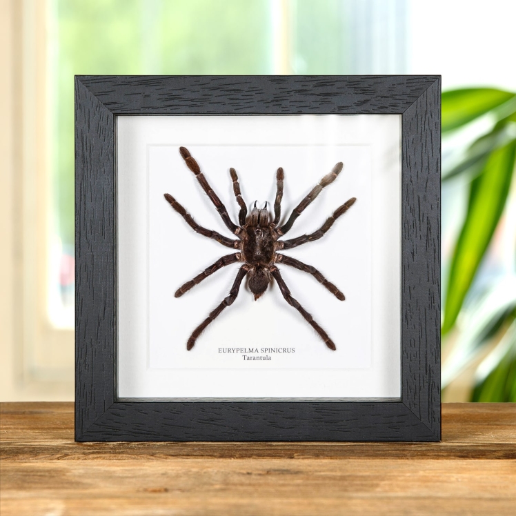 Tarantula In Box Frame (Eurypelma spinicrus)
