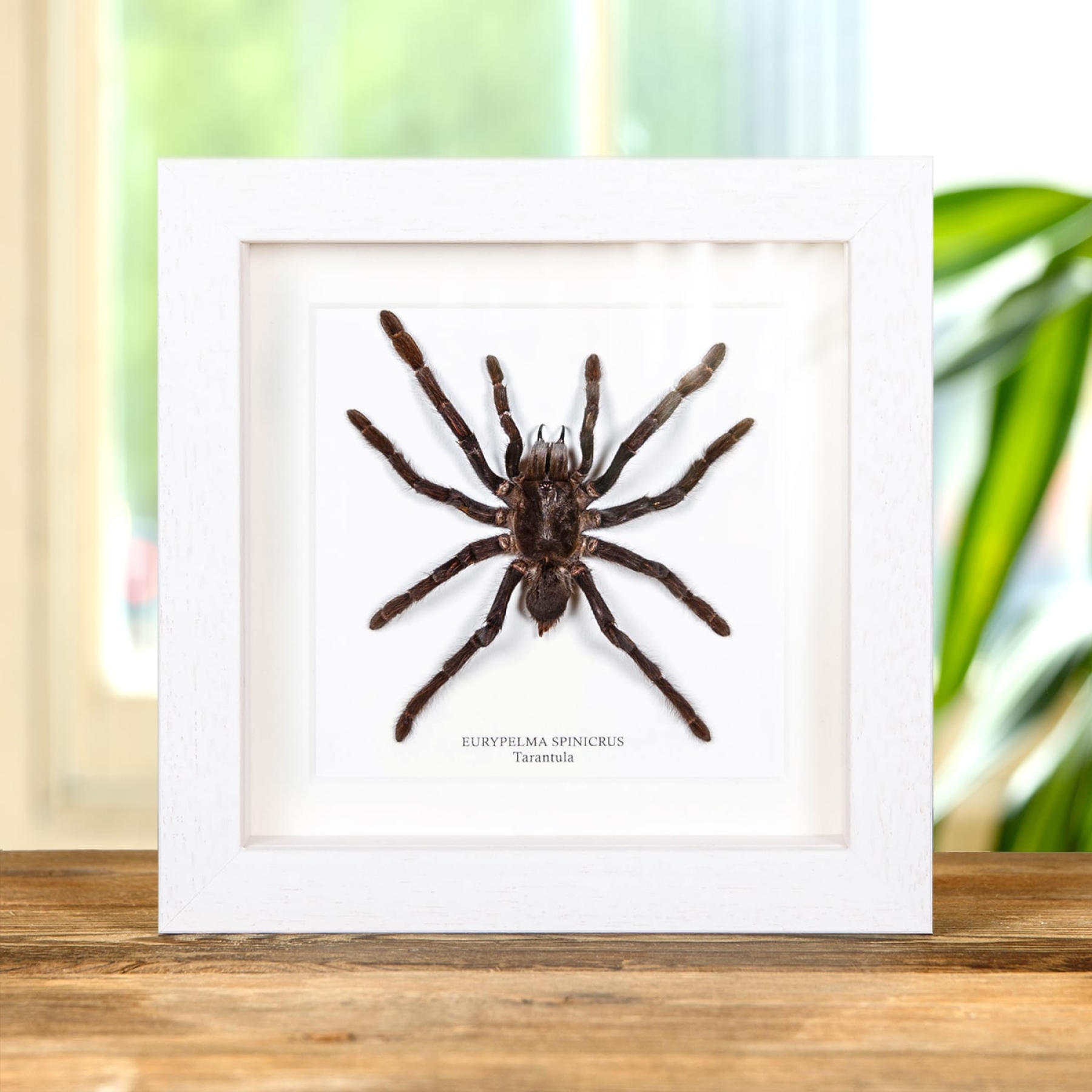 Tarantula In Box Frame (Eurypelma spinicrus) Tarantula In Box Frame (Eurypelma spinicrus)