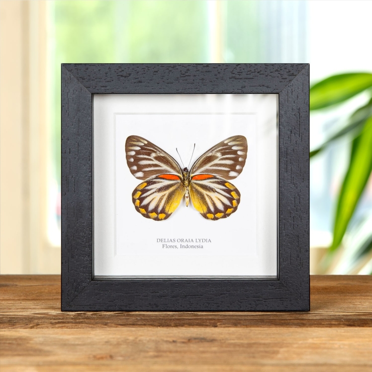 Female Delias Butterfly Ventral Side In Box Frame (Delias oraia lydia)