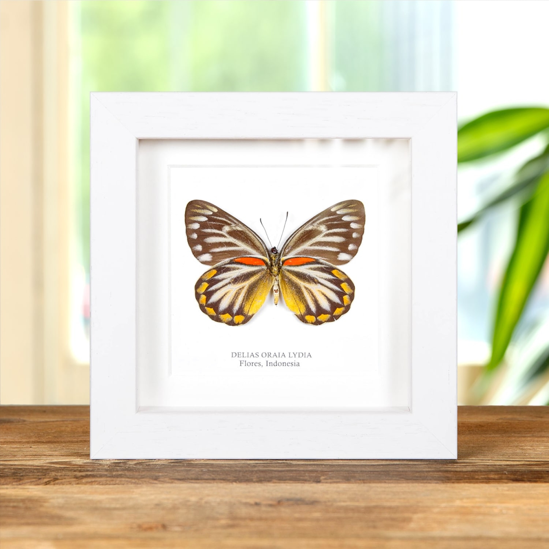 Minibeast Mariposa Delias Femenina Lado Ventral En Marco De Caja (Delias oraia lydia)