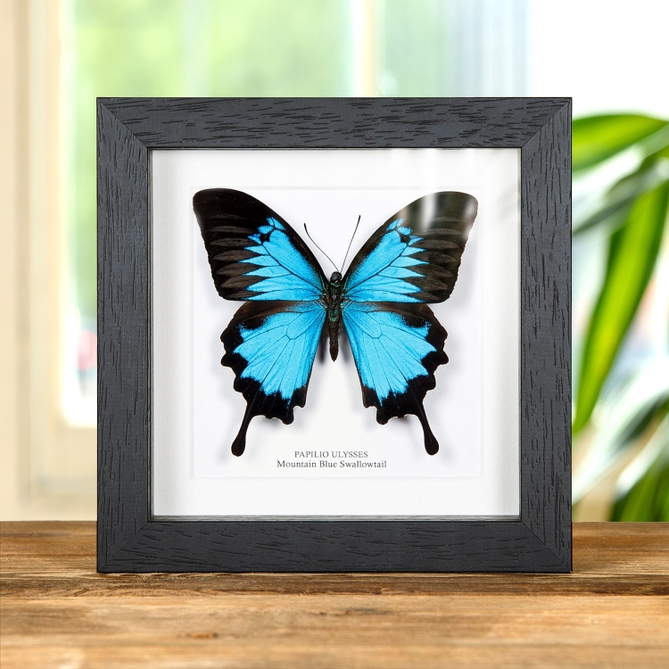 Mountain Blue Swallowtail In Box Frame (Papilio ulysses)