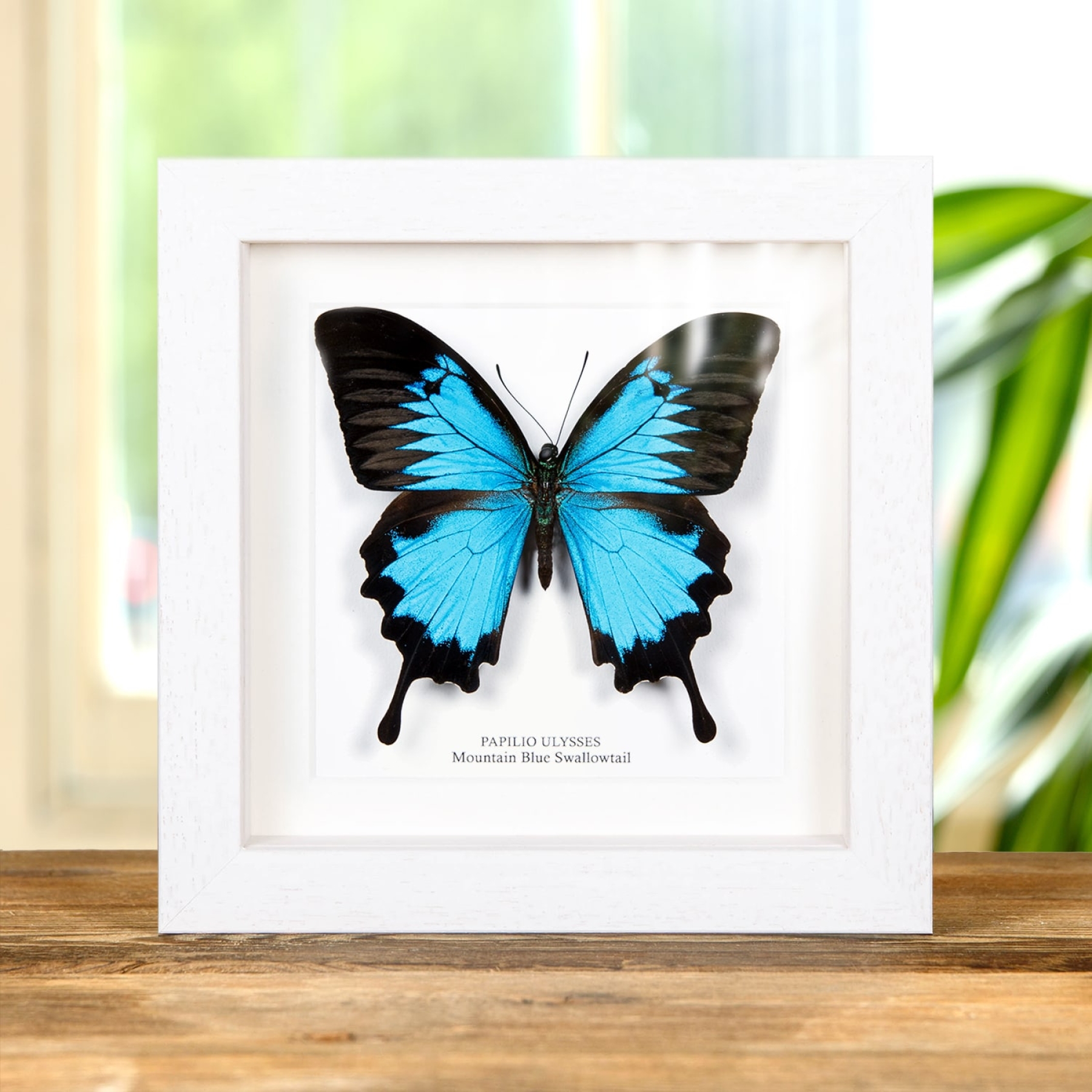 Minibeast Mountain Blue Swallowtail In Box Frame (Papilio ulysses)