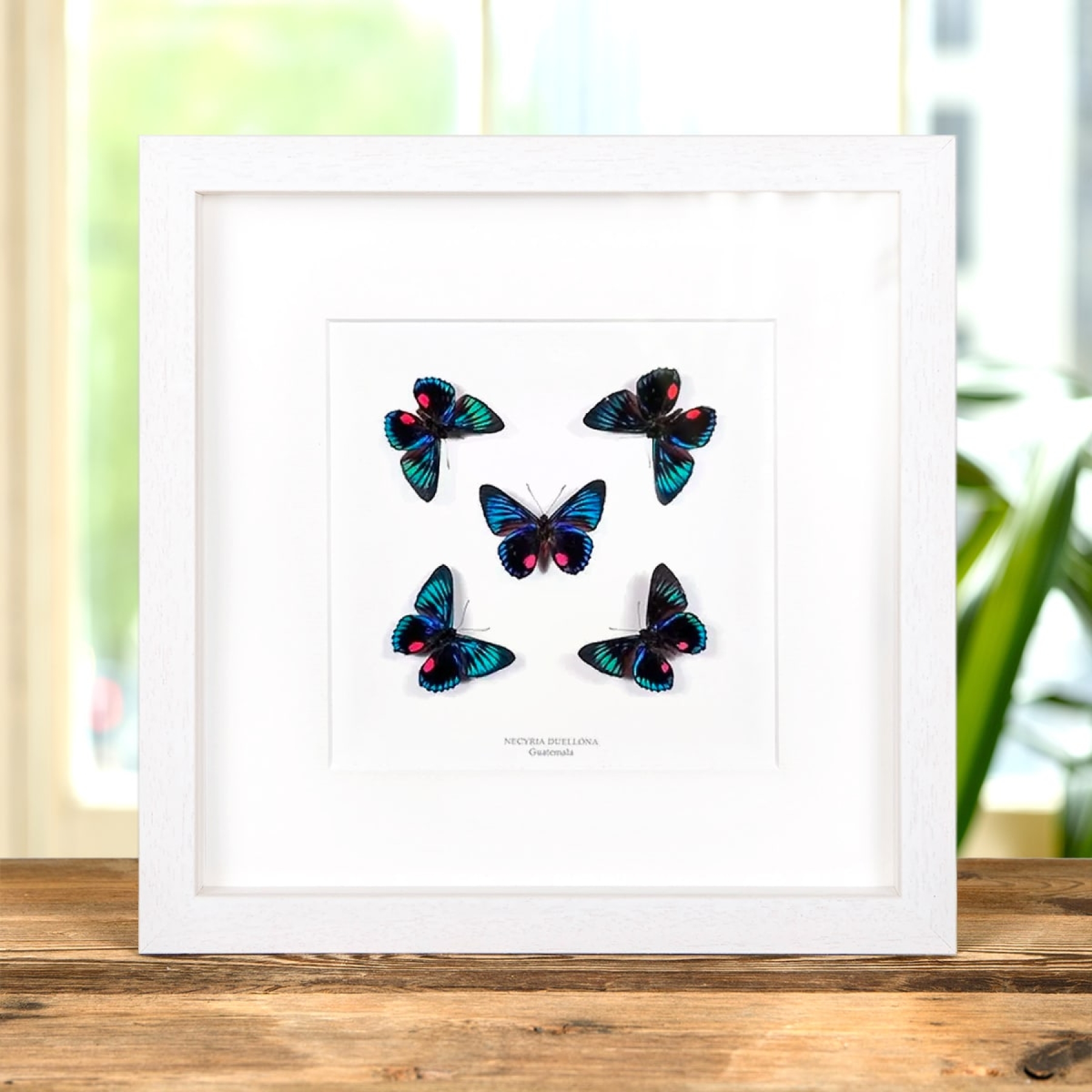 Necyria duellona Butterflies In Box Frame from Guatemala