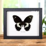 Minibeast Swallowtail Butterfly In Box Frame (Papilio gambrisius)