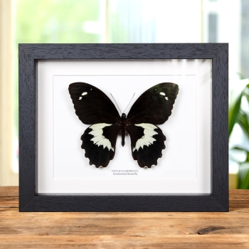 Swallowtail Butterfly In Box Frame (Papilio gambrisius)