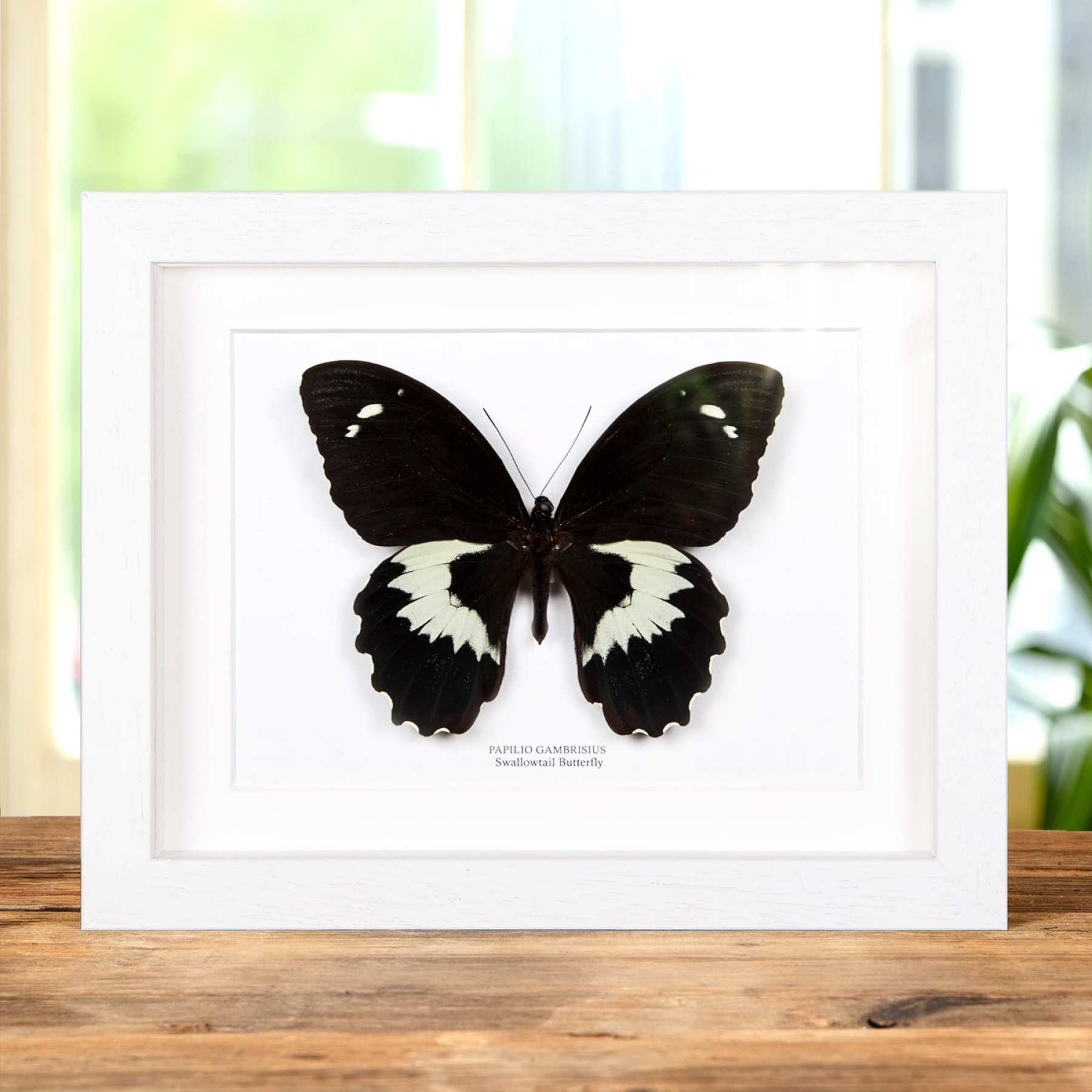 Swallowtail Butterfly In Box Frame (Papilio gambrisius)