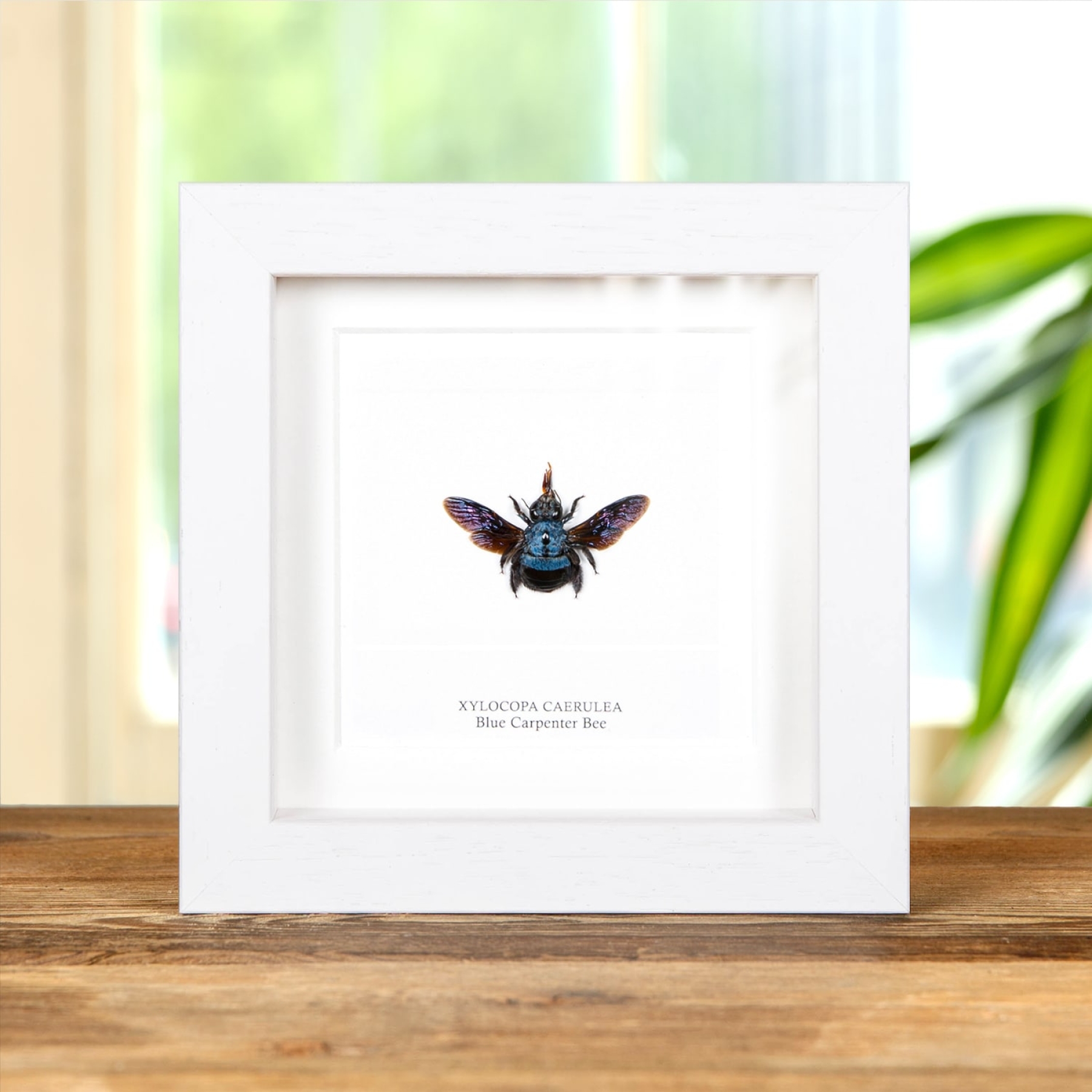 The Blue Carpenter Bee In Box Frame (Xylocopa caerulea)
