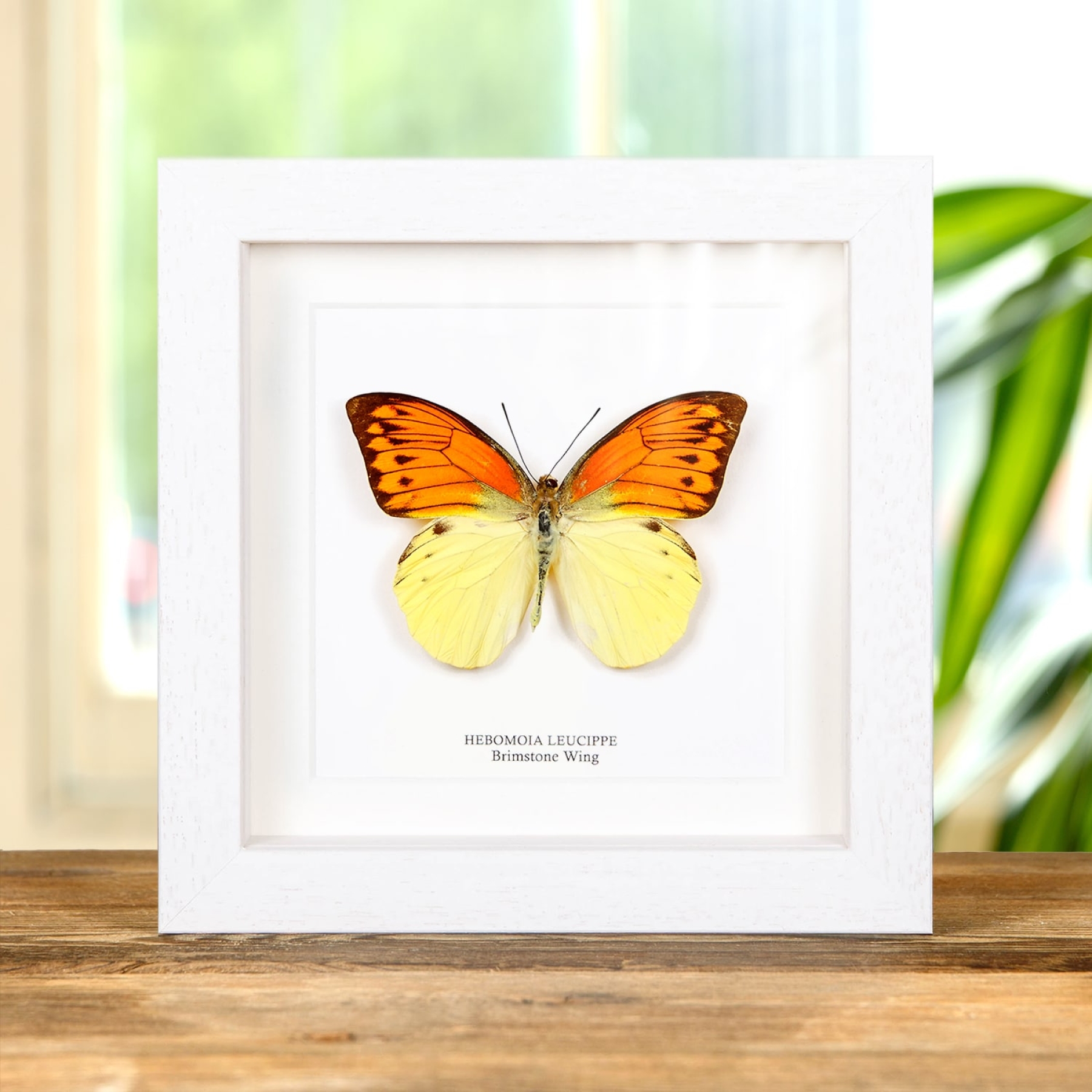 Brimstone Wing Butterfly In Box Frame (Hebomoia leucippe)