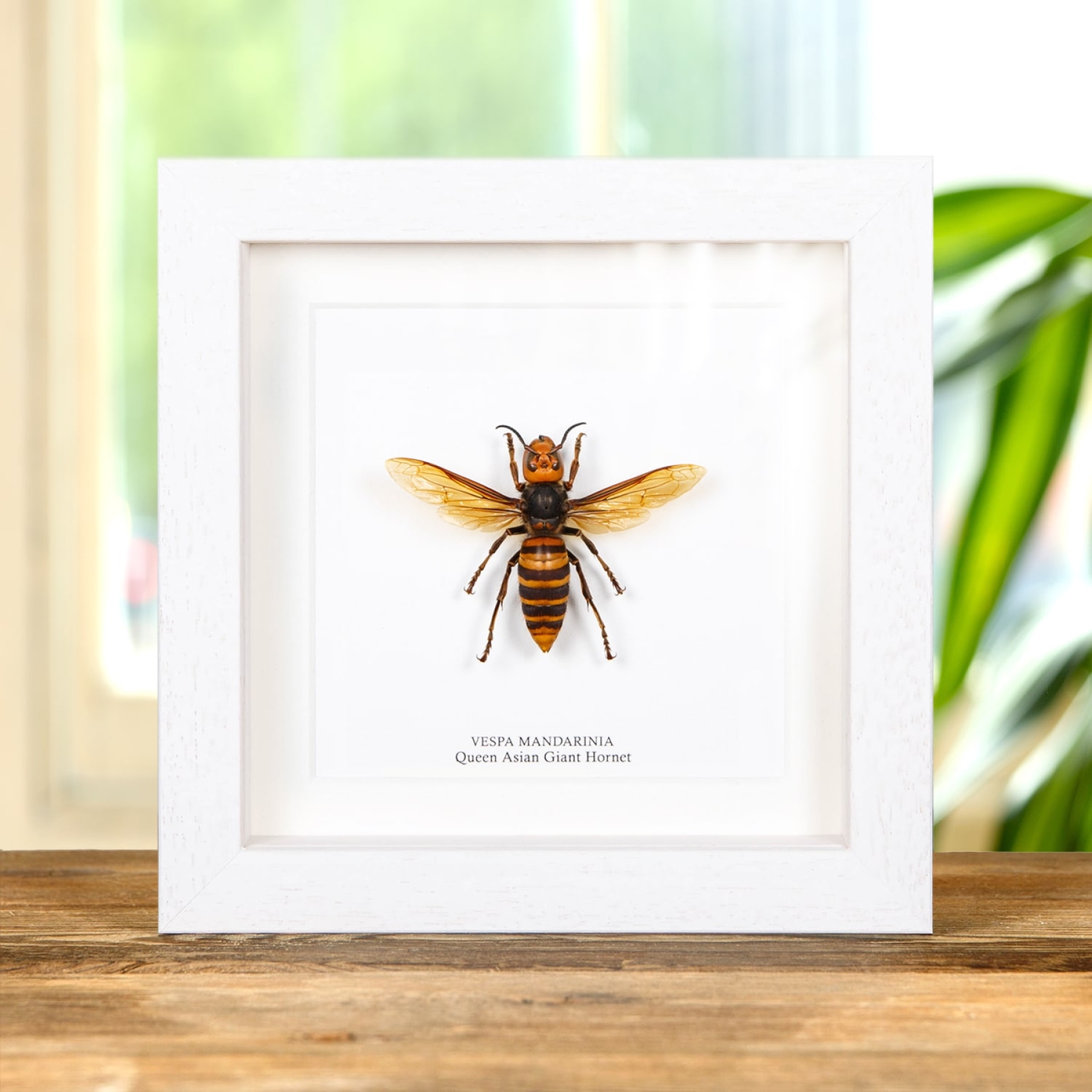 Queen Asian Giant Hornet In Box Frame (Vespa mandarinia) Queen Asian Giant Hornet In Box Frame (Vespa mandarinia)