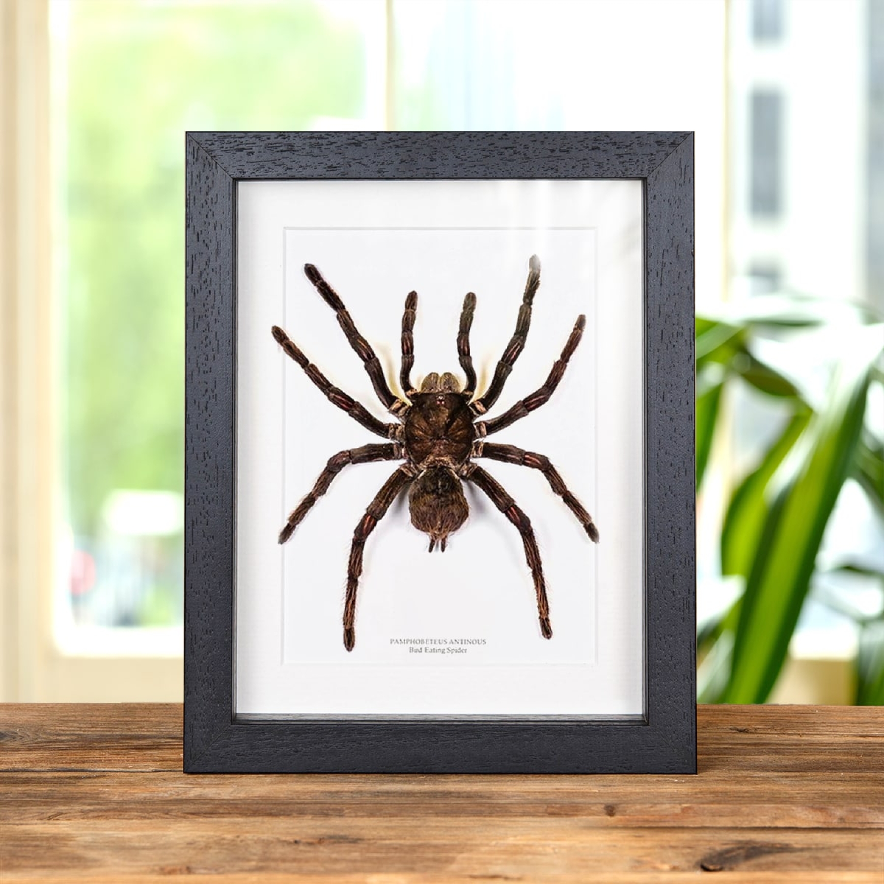Minibeast Bird Eating Tarantula In Box Frame (Pamphobeteus antinous)