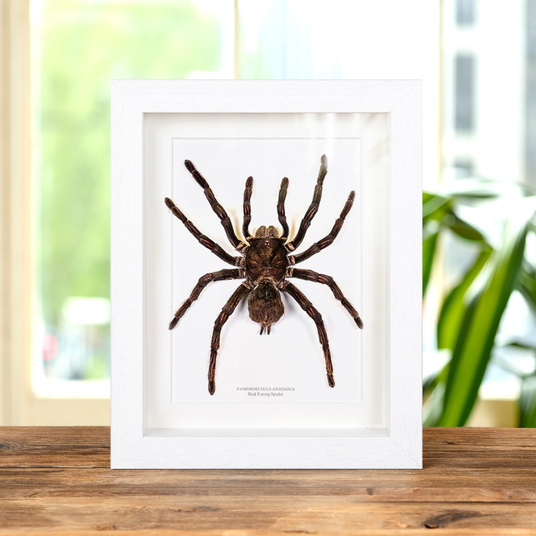Minibeast Bird Eating Tarantula In Box Frame (Pamphobeteus antinous)