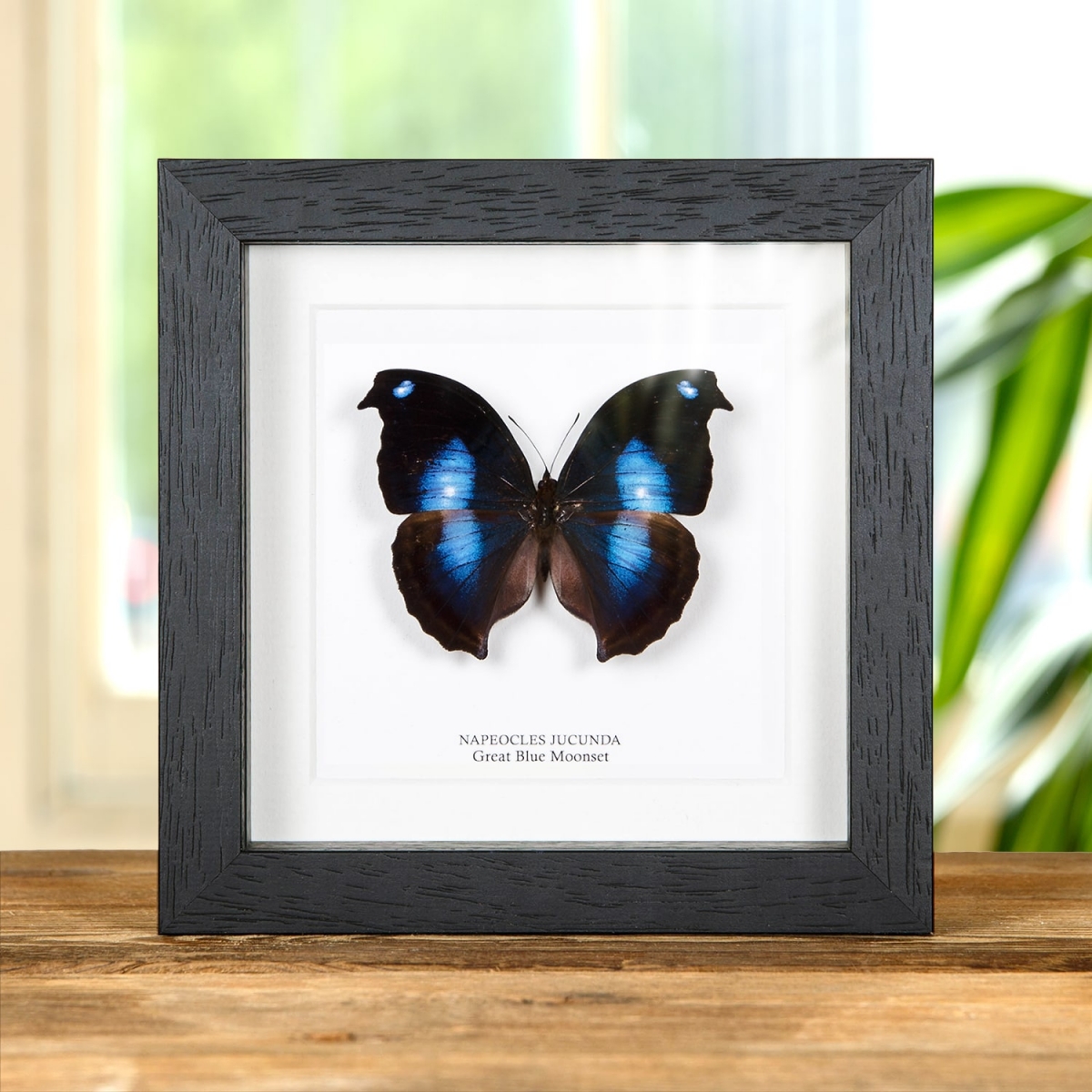 Minibeast Great Blue Moonset Butterfly in Box Frame (Napeocles jucunda)