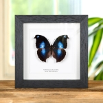 Minibeast Great Blue Moonset Butterfly In Box Frame (Napeocles jucunda)