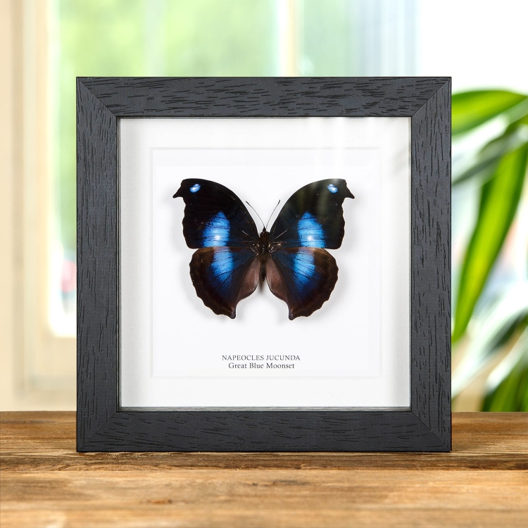 Great Blue Moonset Butterfly In Box Frame (Napeocles jucunda) Great Blue Moonset Butterfly In Box Frame (Napeocles jucunda)