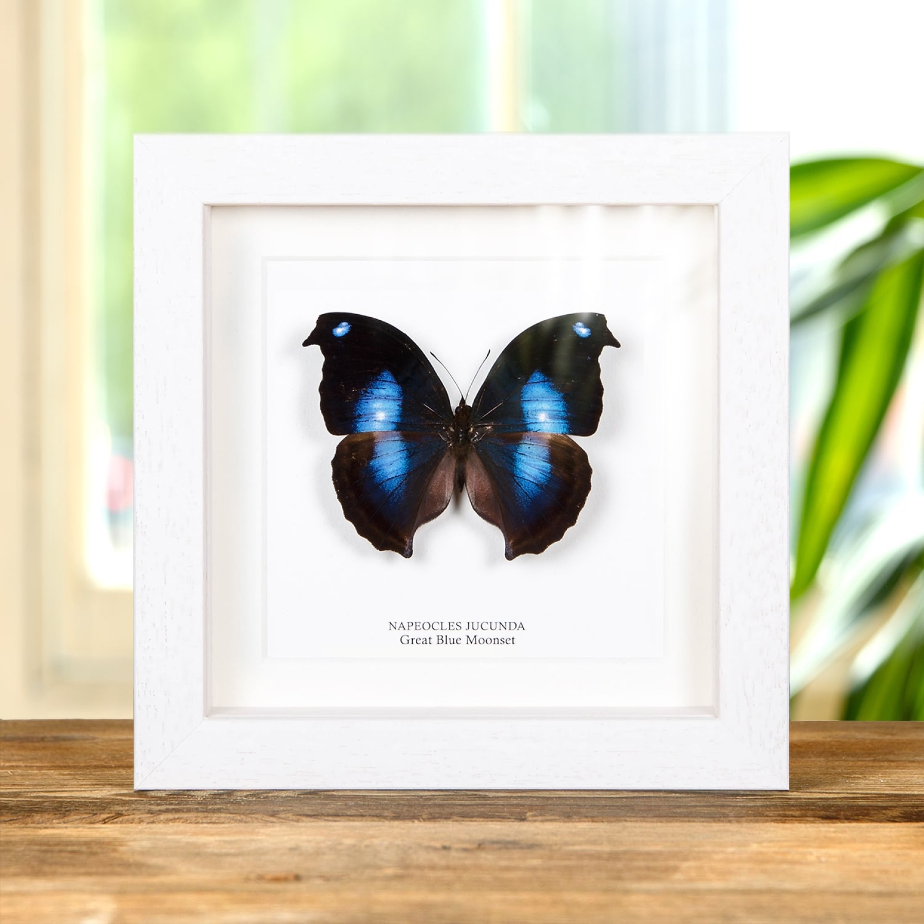 Great Blue Moonset Butterfly In Box Frame (Napeocles jucunda)