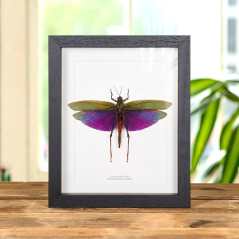 Purple Grasshopper In Box Frame (Titanacris albipes)