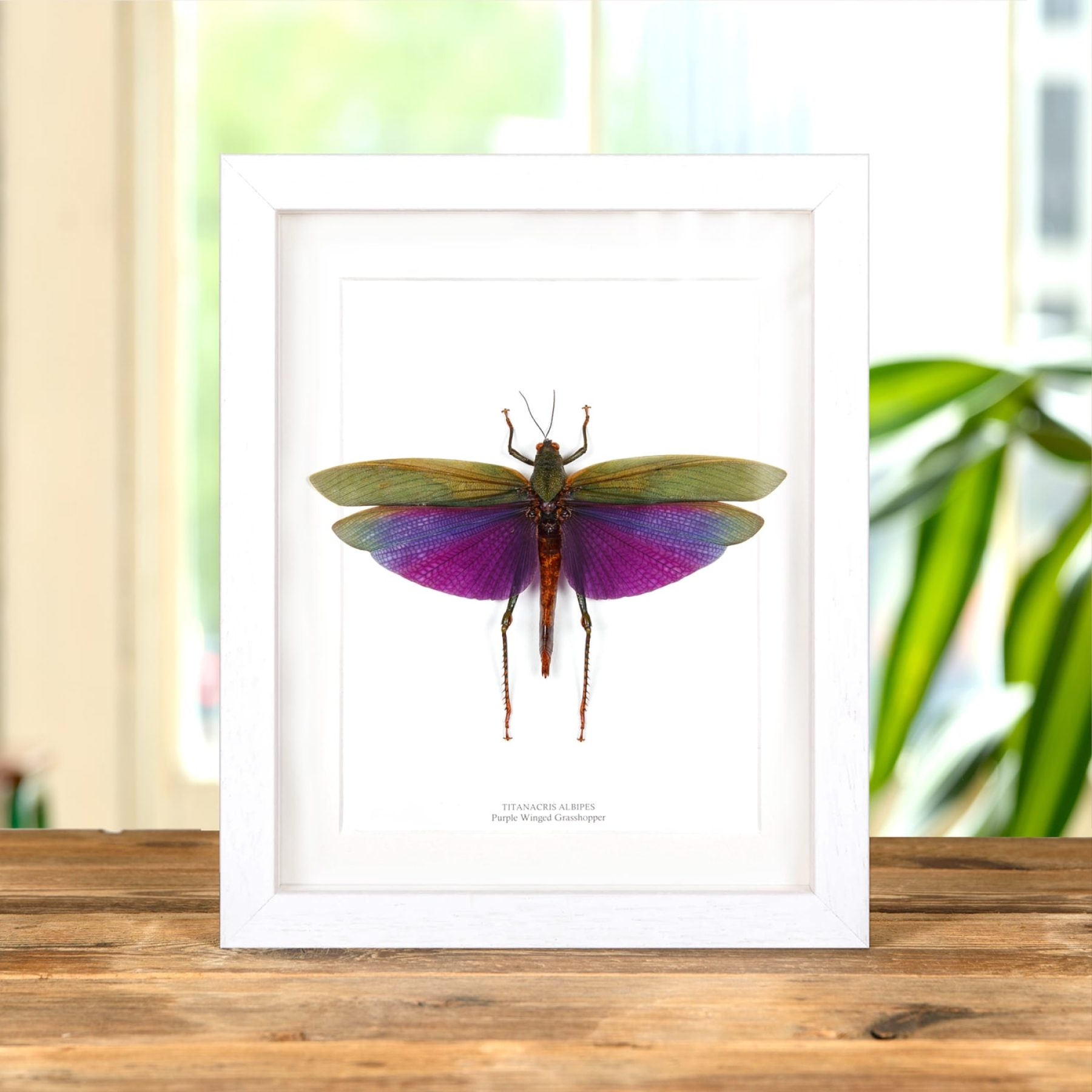 Purple Grasshopper In Box Frame (Titanacris albipes) Purple Grasshopper In Box Frame (Titanacris albipes)