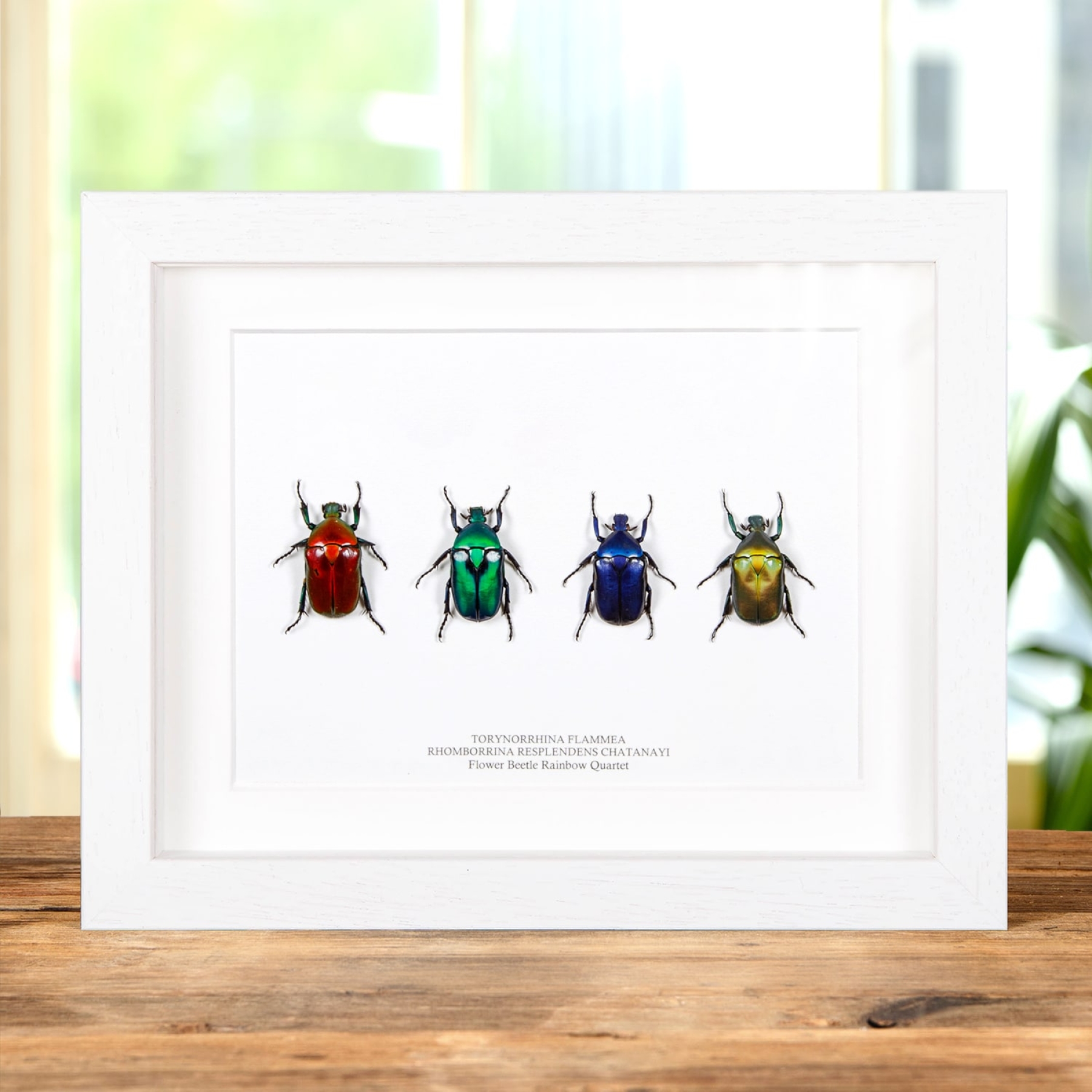 Minibeast Κουαρτέτο Λουλουδιών Σκαθαριών Σε Κορνίζα Από Την Ταϊλάνδη
