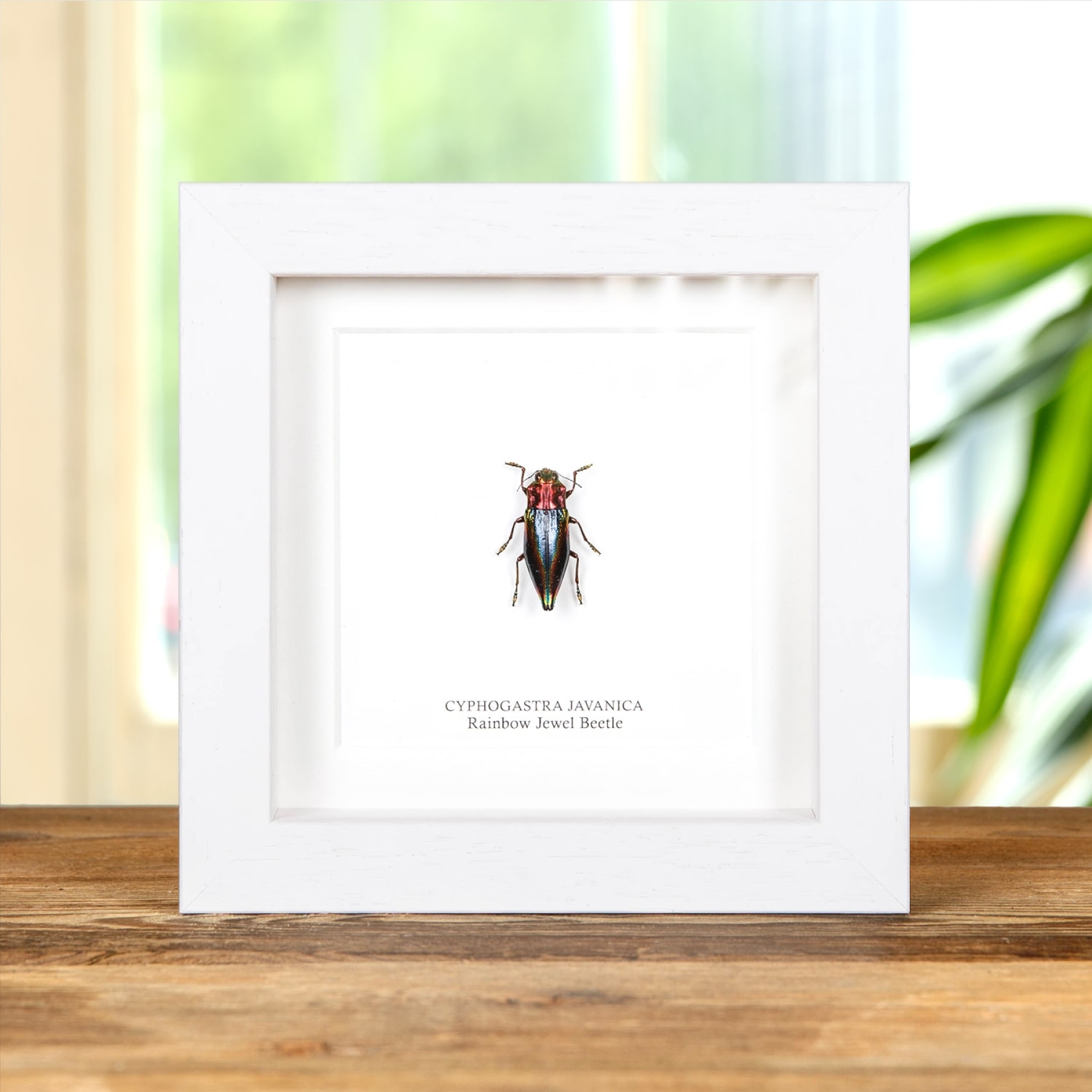 Rainbow Jewel Beetle In Box Frame (Cyphogastra javanica) Minibeast Rainbow Jewel Beetle In Box Frame (Cyphogastra javanica)