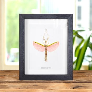 Pink Winged Stick Insect In Box Frame (Necroscia annulipes)
