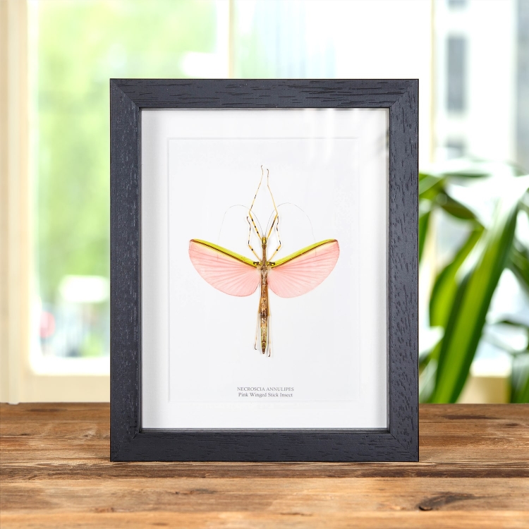 Pink Winged Stick Insect In Box Frame (Necroscia annulipes)