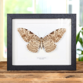 Witch Moth In Box Frame (Thysania agrippina)