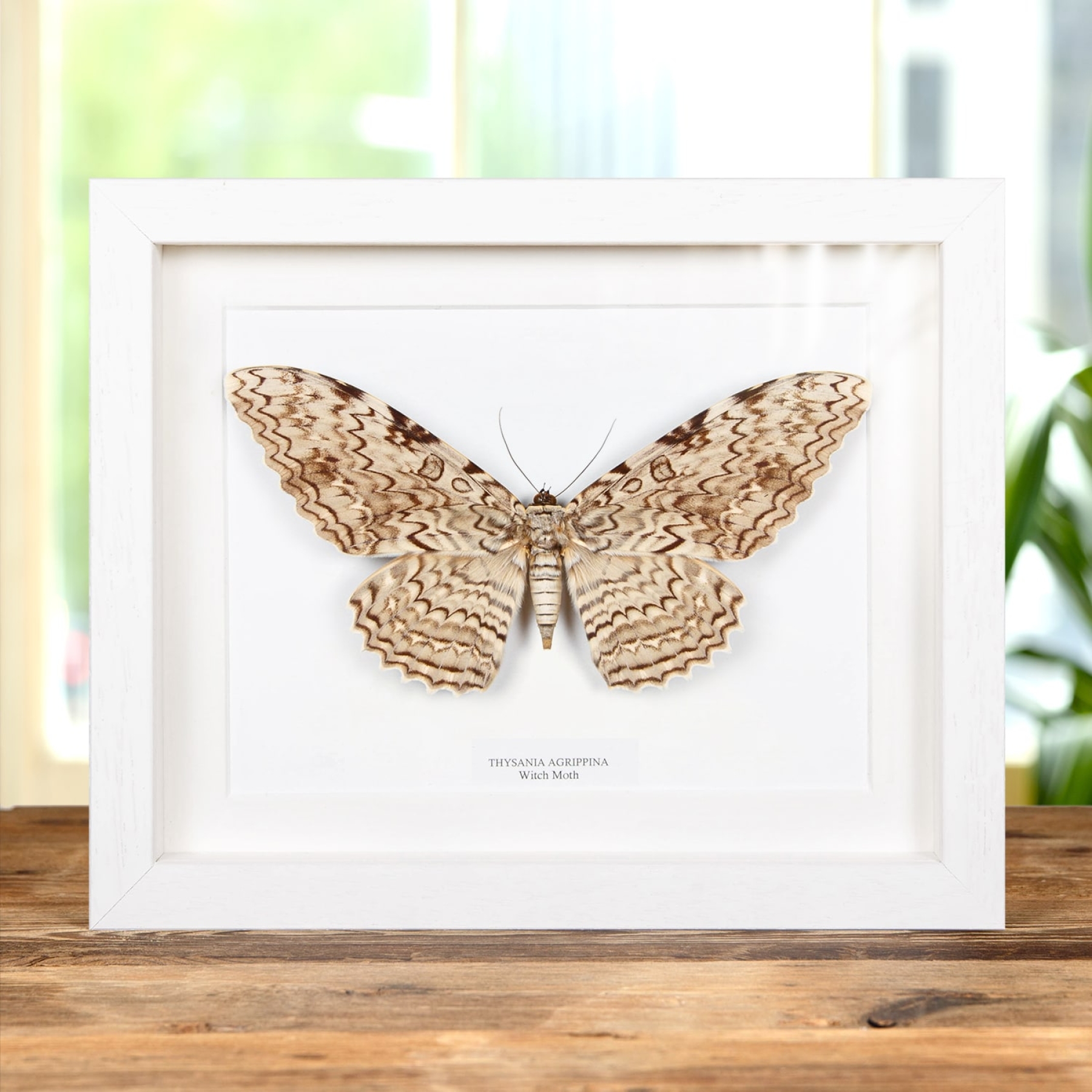 Minibeast Heks Moth In Lijst (Thysania agrippina)