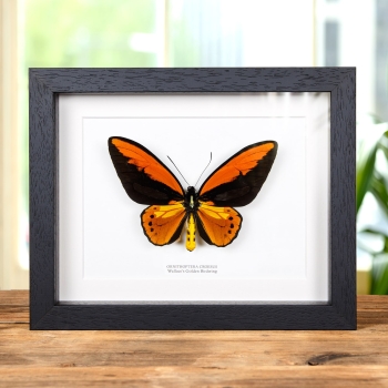 Wallace's Golden Birdwing In Box Frame (Ornithoptera croesus)