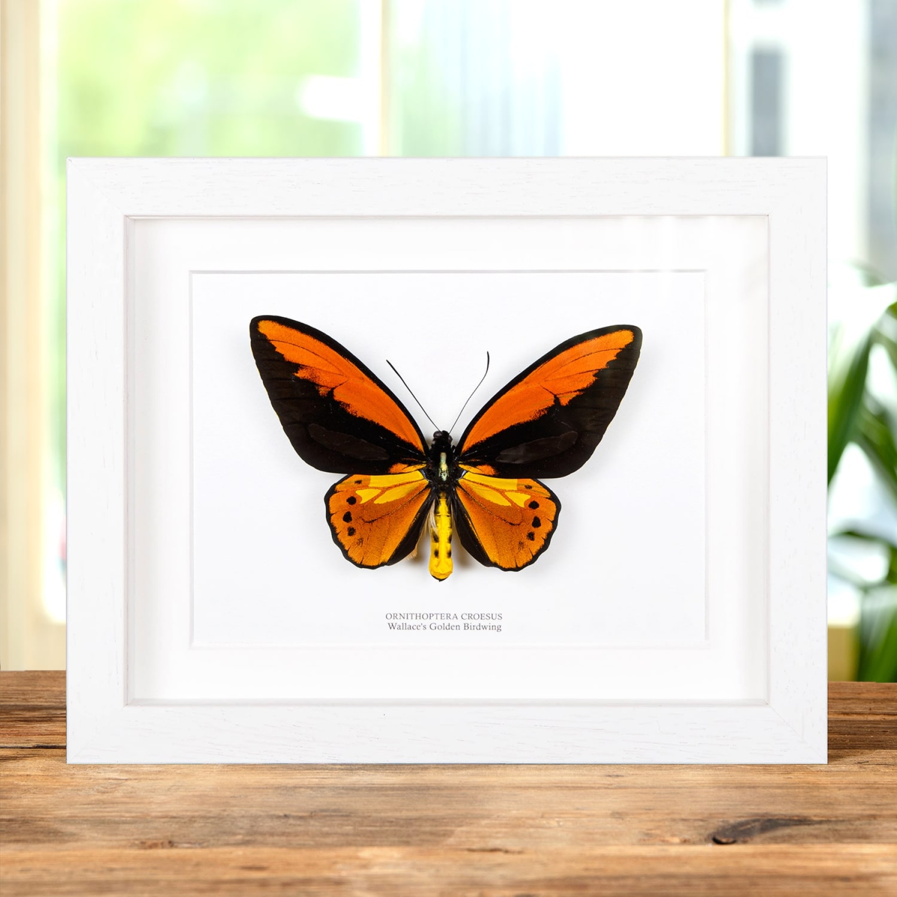 Minibeast Wallace's Golden Birdwing In Box Frame (Ornithoptera croesus)