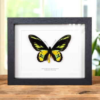Rothschild's Birdwing In Box Frame (Ornithoptera rothschildi)