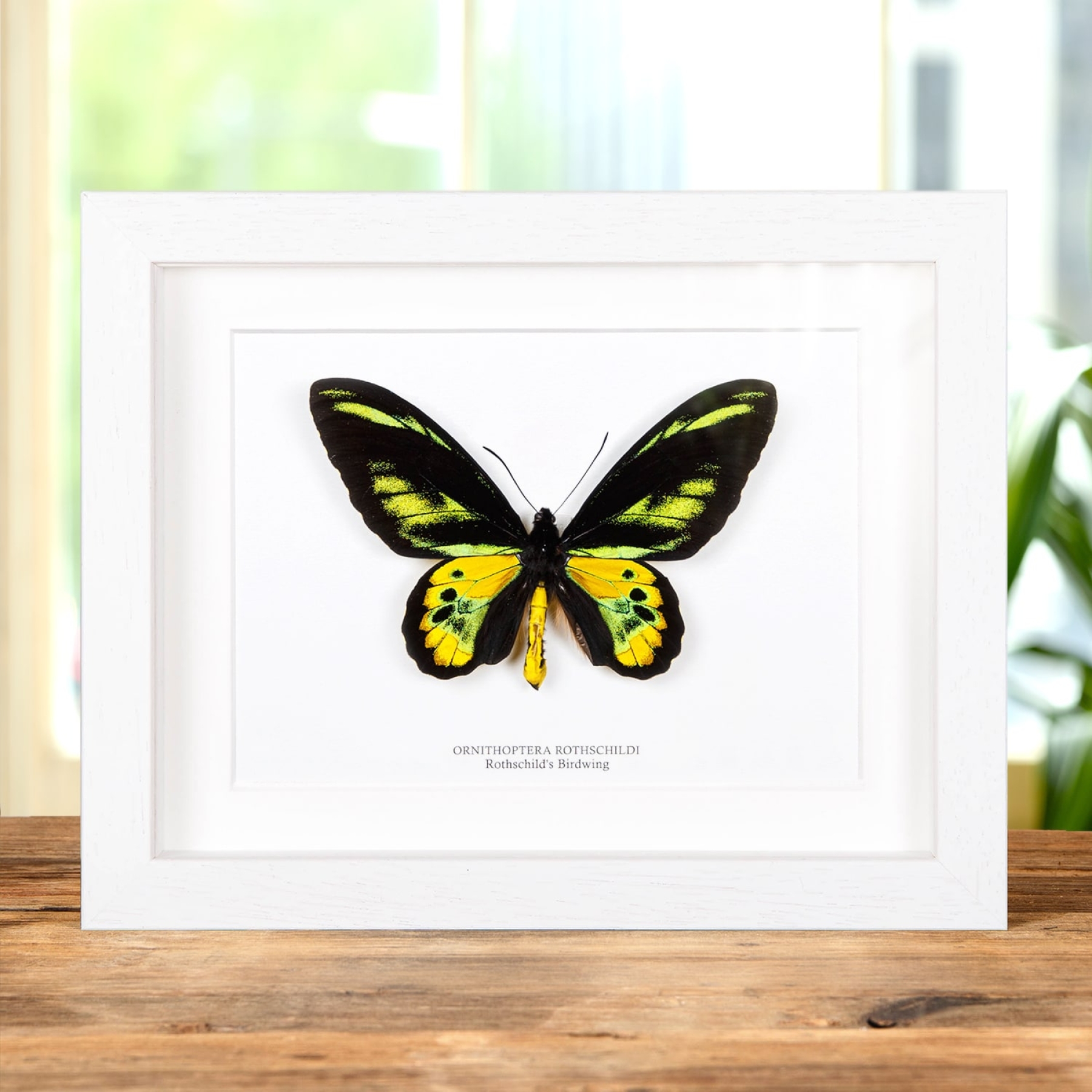 Rothschild's Birdwing In Box Frame (Ornithoptera rothschildi)