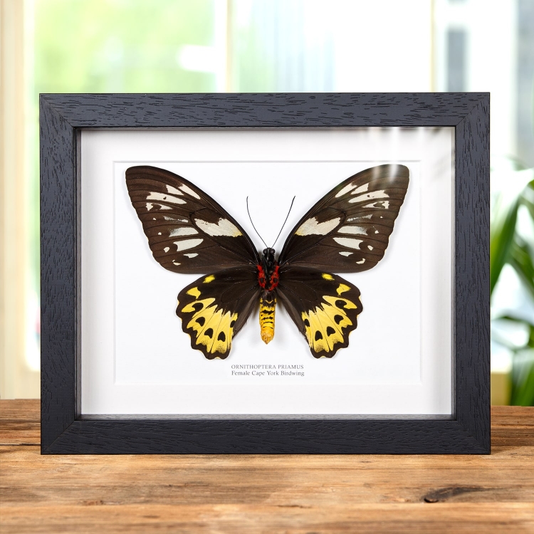 Female Cape York Birdwing In Box Frame (Ornithoptera priamus) Female Cape York Birdwing In Box Frame (Ornithoptera priamus)