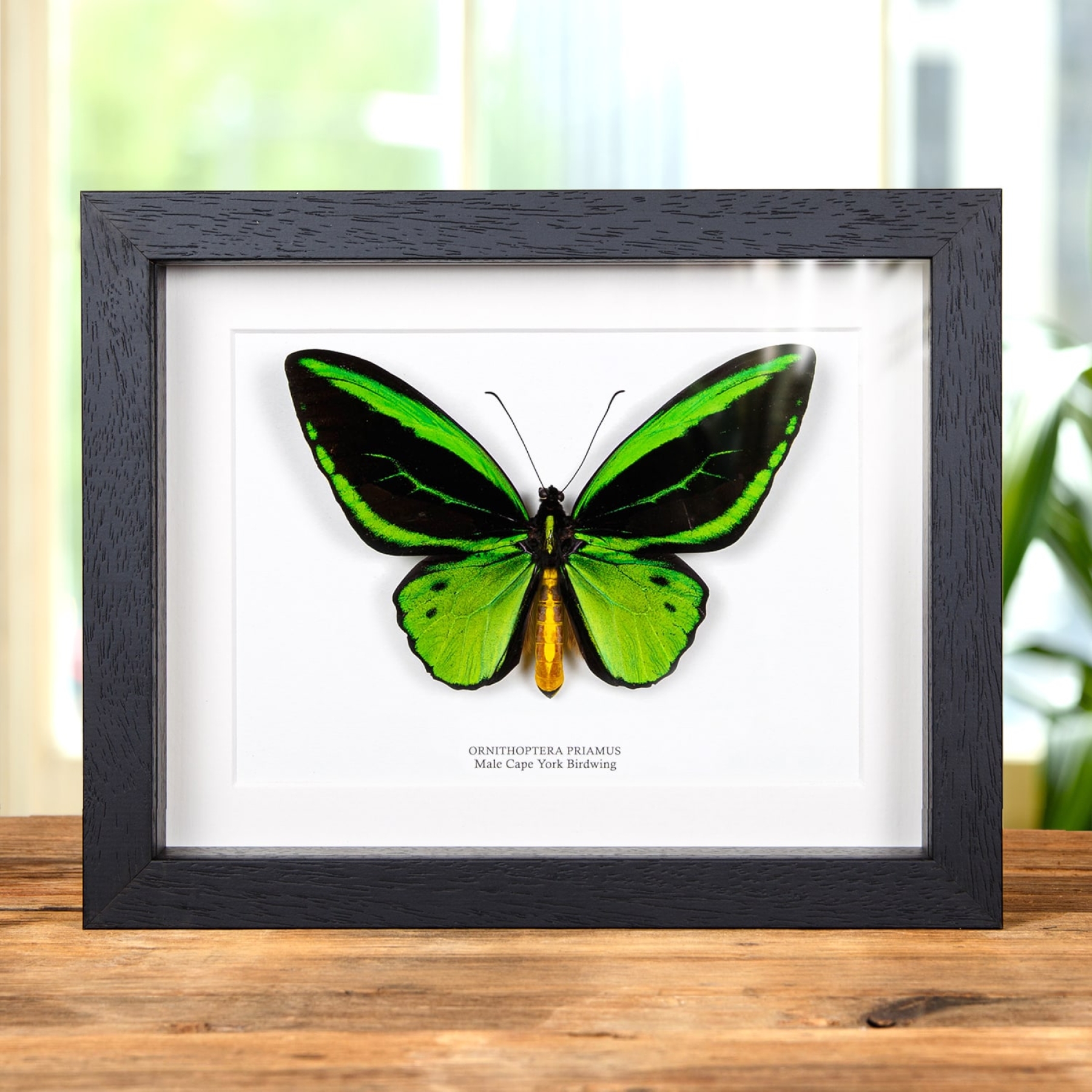 Minibeast Cape York Birdwing In Box Frame (Ornithoptera priamus)