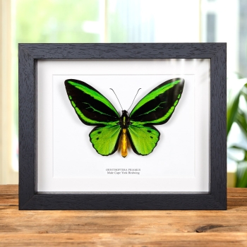 Cape York Birdwing In Box Frame (Ornithoptera priamus)