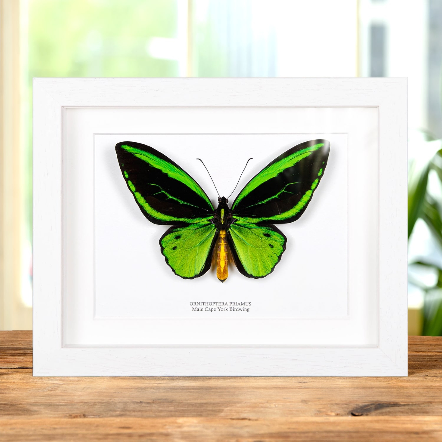 Minibeast Cape York Birdwing In Box Frame (Ornithoptera priamus)