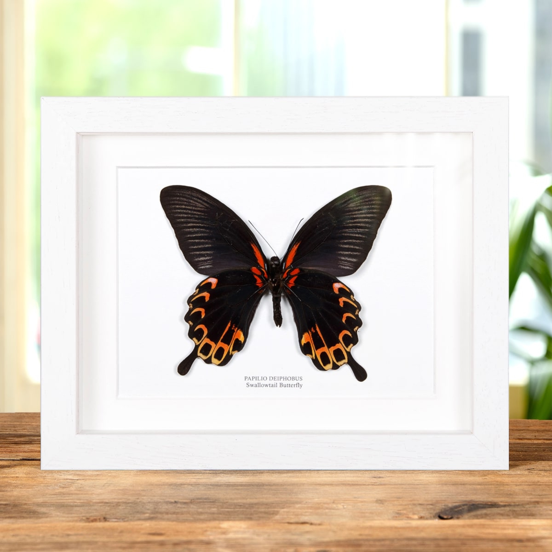 Swallowtail Butterfly Ventral Side In Box Frame (Papilio deiphobus)