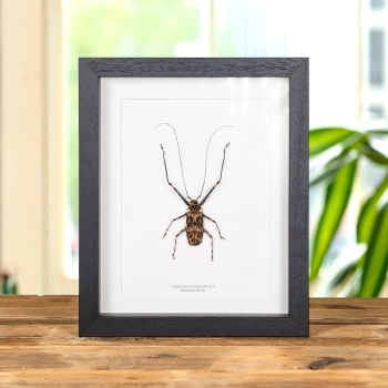 HarlequIn Beetle In Box Frame (Acrocinus longimanus)