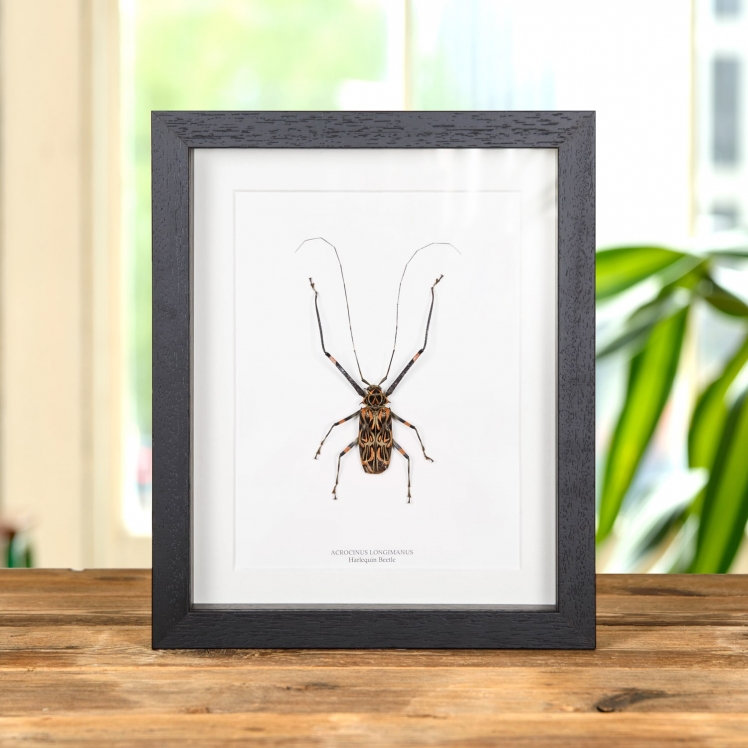 HarlequIn Beetle In Box Frame (Acrocinus longimanus)