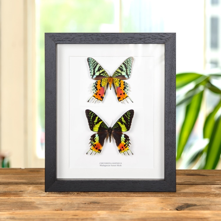 Double Madagascan Sunset Moth (Chrysiridia rhipheus)