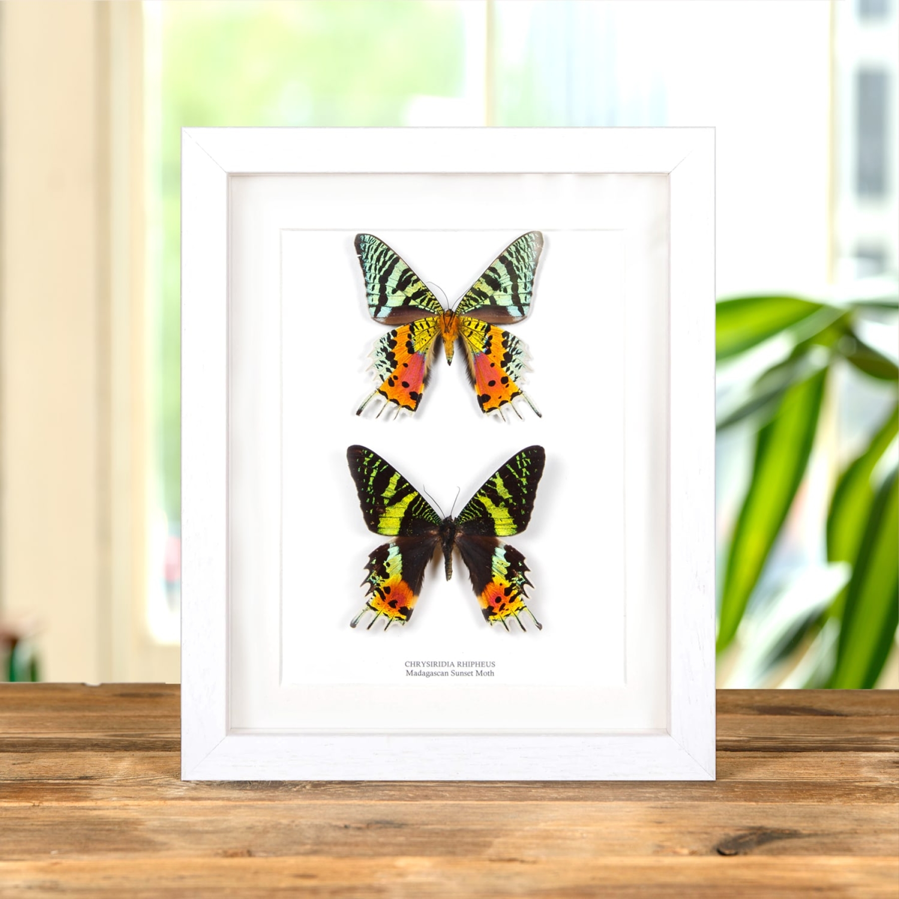 Double Madagascan Sunset Moth (Chrysiridia rhipheus)