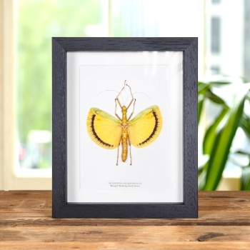 Winged Walking Stick Insect In Box Frame (Tagesoidea nigrofasciata)