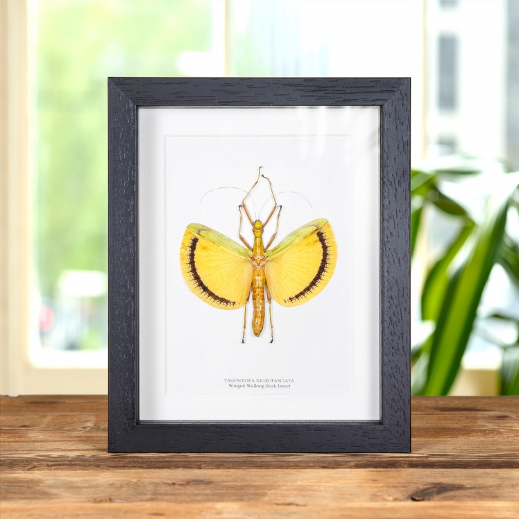 Winged Walking Stick Insect In Box Frame (Tagesoidea nigrofasciata) Winged Walking Stick Insect In Box Frame (Tagesoidea nigrofasciata)
