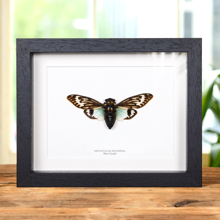 Blue Cicada In Box Frame (Distantalna splendida)