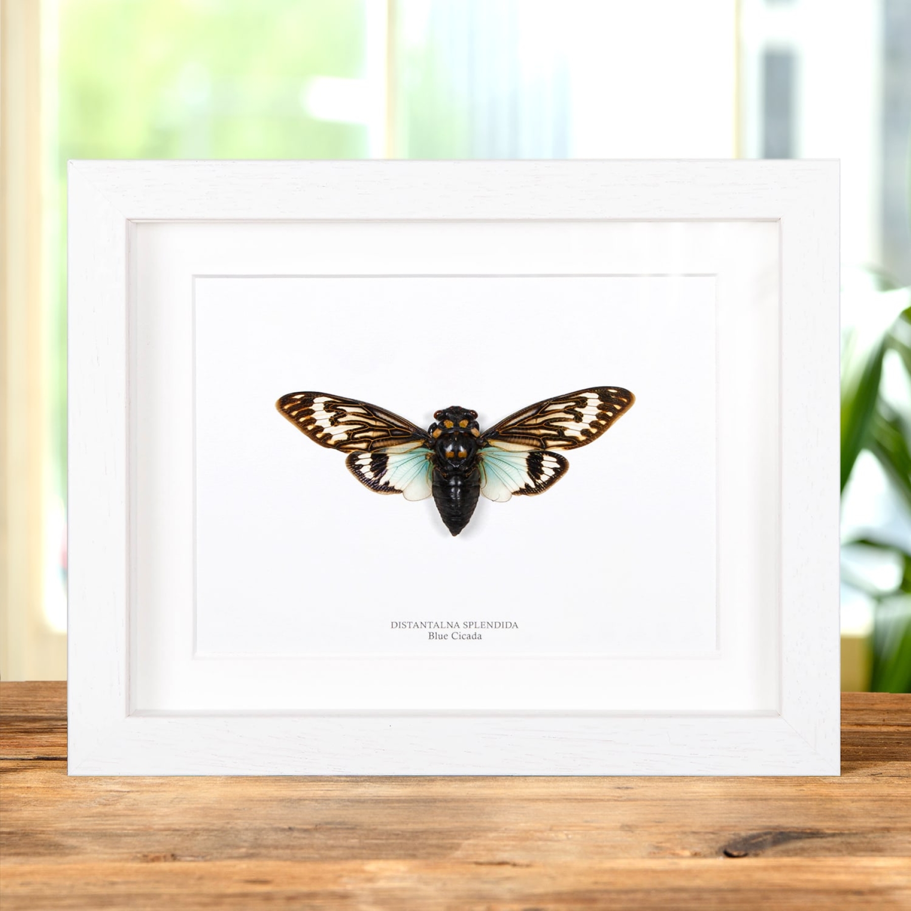 Blue Cicada In Box Frame (Distantalna splendida)
