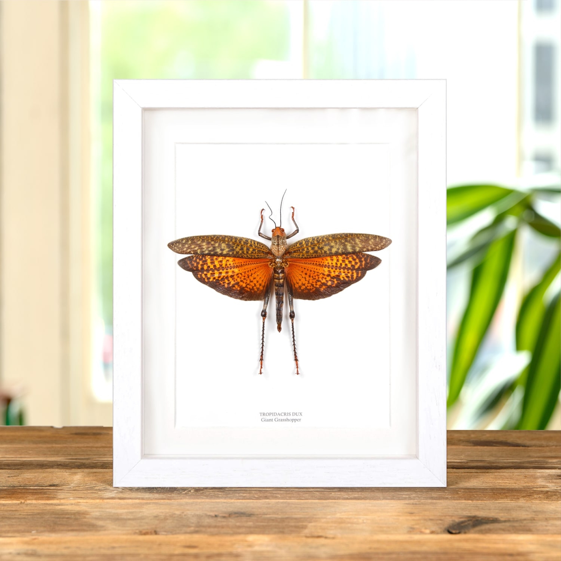 Giant Grasshopper In Box Frame (Tropidacris dux)