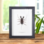 Minibeast Whip Scorpion In Box Frame (Hypocnoctus rangunensis)