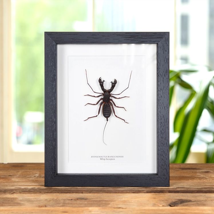 Whip Scorpion In Box Frame (Hypocnoctus rangunensis)