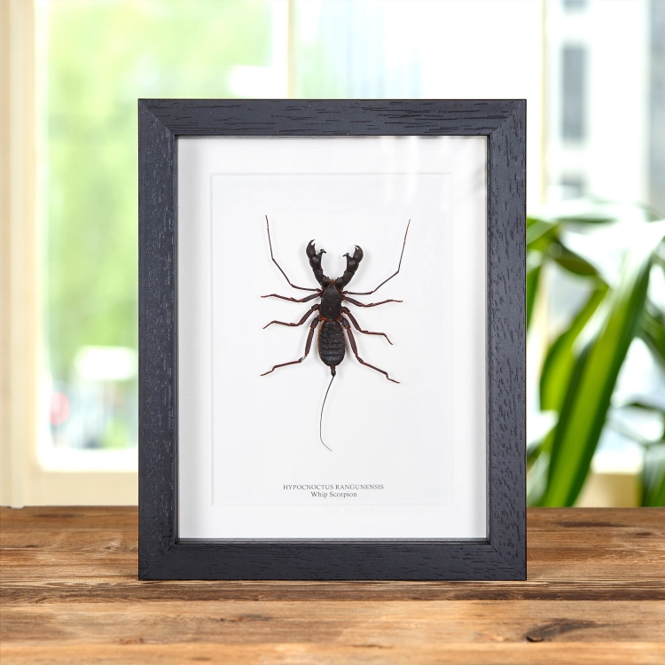 Whip Scorpion In Box Frame (Hypocnoctus rangunensis)