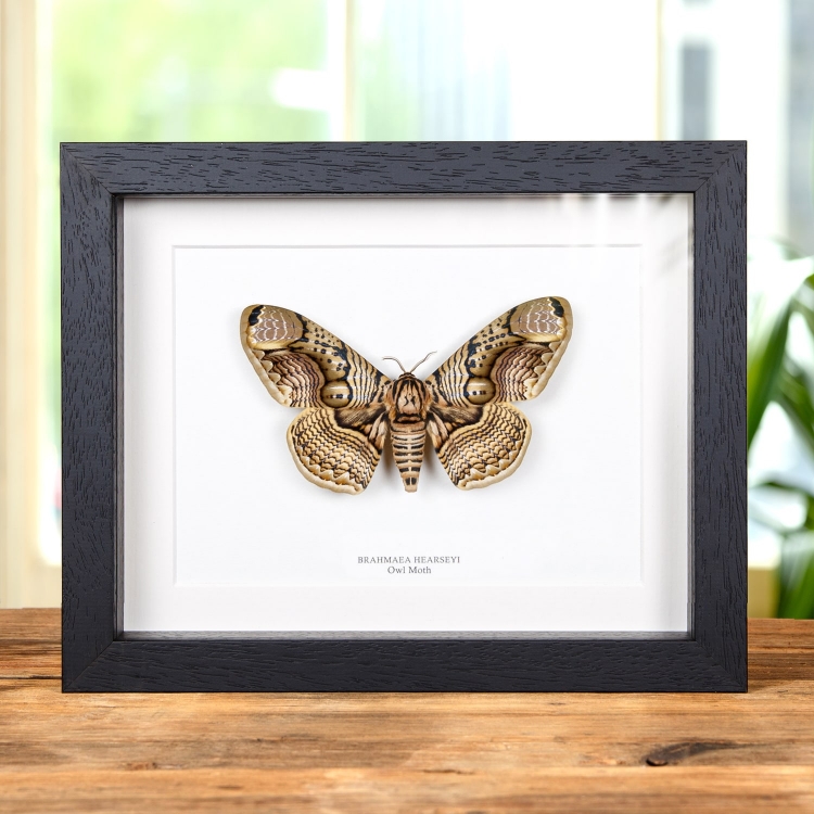 Owl Moth in Box Frame (Brahmaea hearseyi)