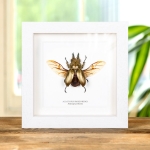 Allotopus Beetle In Box Frame (Allotopus rosenbergi)